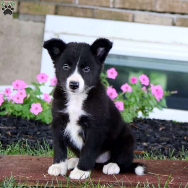 Esther, Border Collie Puppy