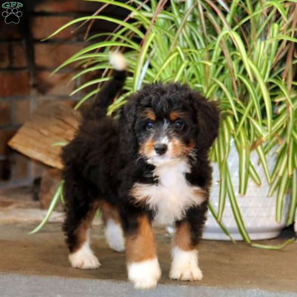 Esther, Mini Bernedoodle Puppy