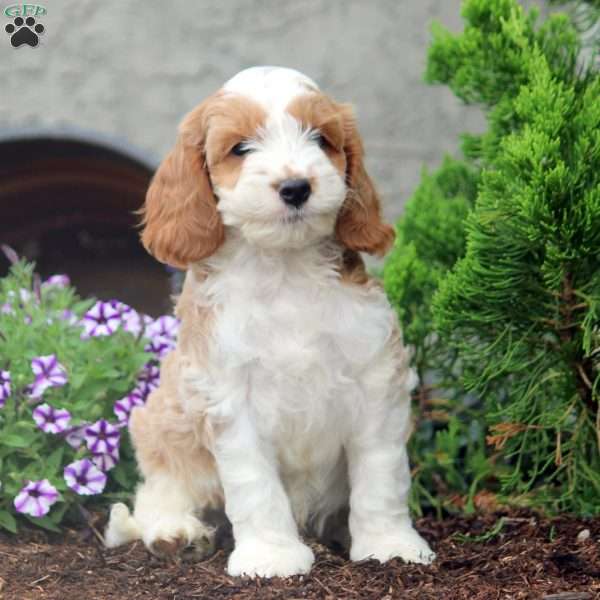 Ethan, Cockapoo Puppy