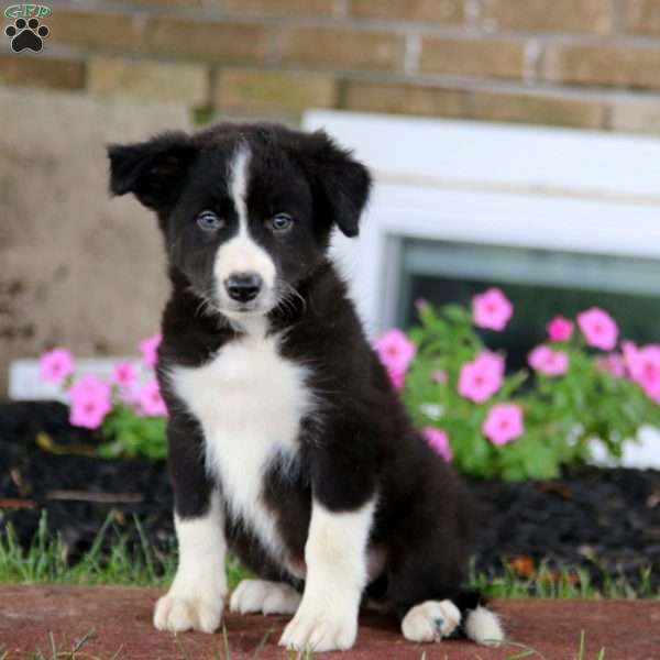 Ethan, Border Collie Puppy