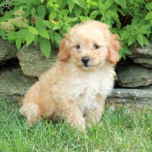 Eton, Mini Goldendoodle Puppy