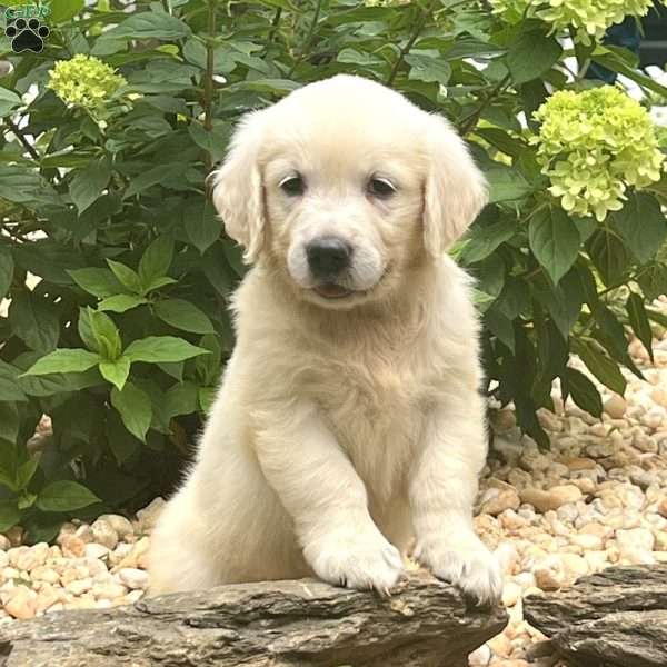 Etta, English Cream Golden Retriever Puppy