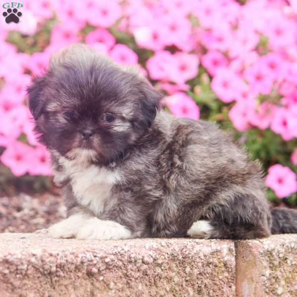 Eugene, Shih Tzu Puppy