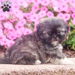 Eugene, Shih Tzu Puppy