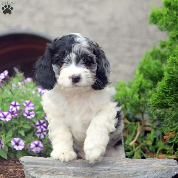 Eva, Cockapoo Puppy