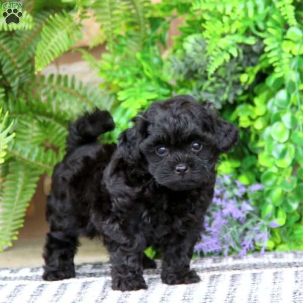 Eva, Shih-Poo Puppy