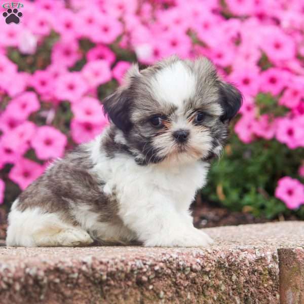 Evan, Shih Tzu Puppy