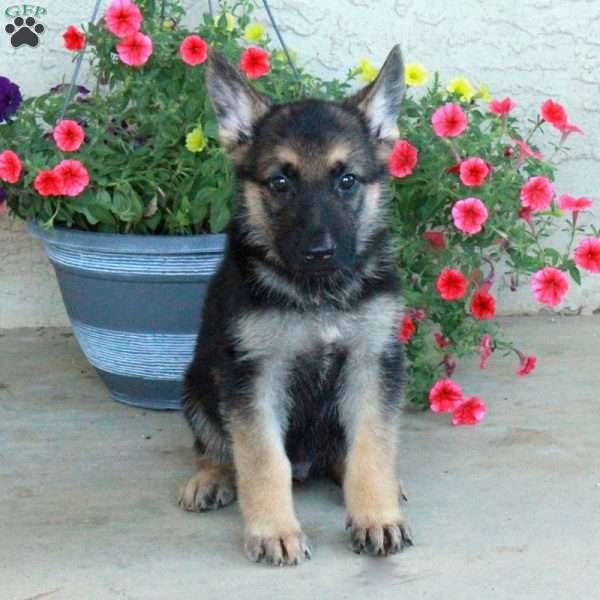 Evan, German Shepherd Puppy