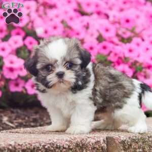 Evan, Shih Tzu Puppy