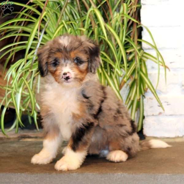 Evan, Mini Bernedoodle Puppy