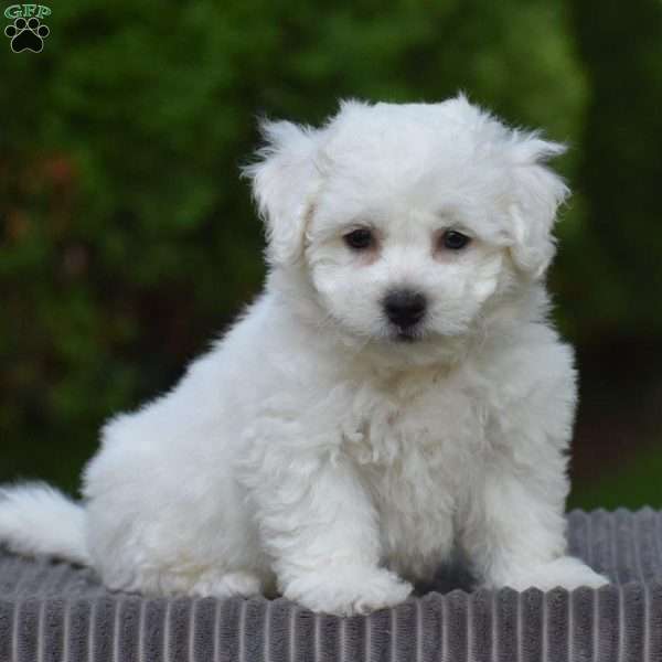 Evan, Bichon Frise Puppy