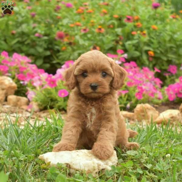 Eve, Cavapoo Puppy