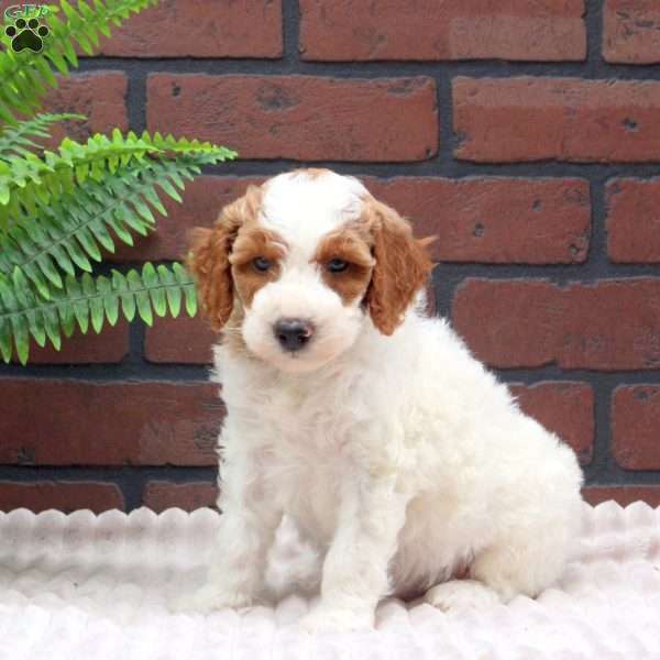 Everest, Mini Goldendoodle Puppy