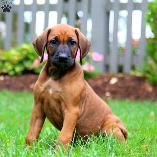 Everest, Rhodesian Ridgeback Puppy