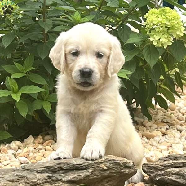 Evie, English Cream Golden Retriever Puppy