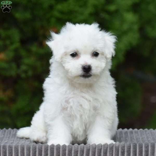 Evie, Bichon Frise Puppy