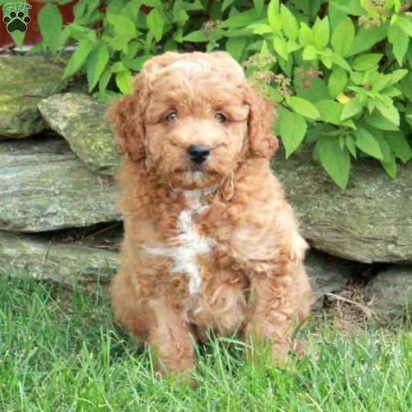 Evran, Mini Goldendoodle Puppy