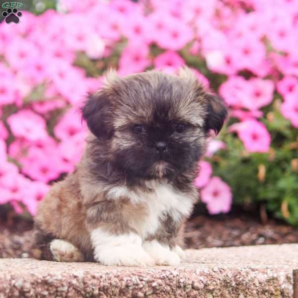 Ewan, Shih Tzu Puppy