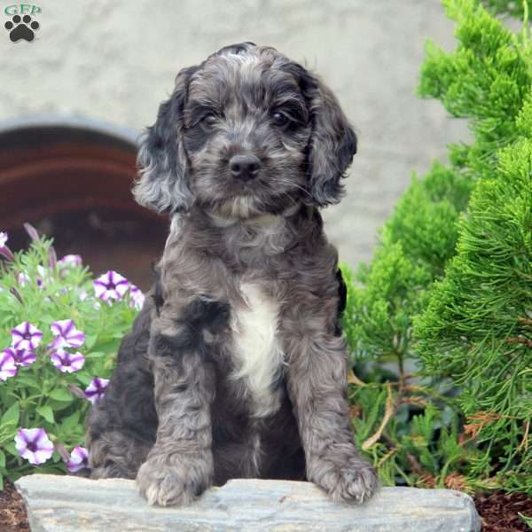 Ezra, Cockapoo Puppy