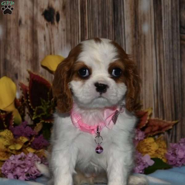 Lucy, Cavalier King Charles Spaniel Puppy