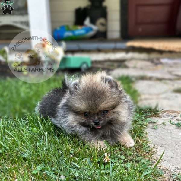 Little Mouse, Pomeranian Puppy