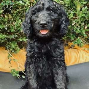 Spruce, Goldendoodle Puppy