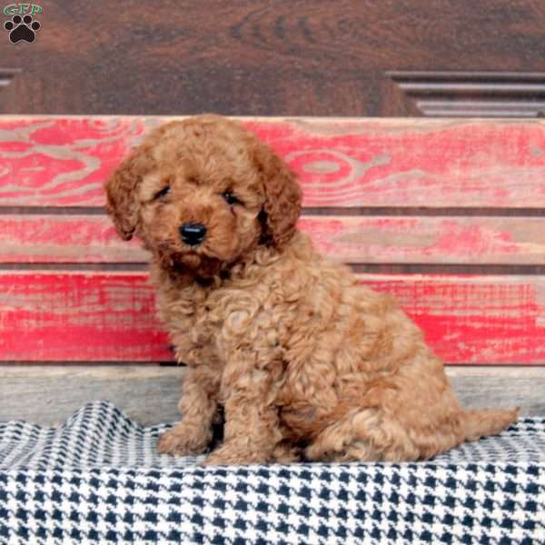 Fabio, Miniature Poodle Puppy