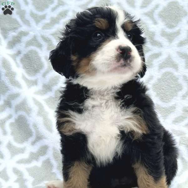 Wednesday, Bernese Mountain Dog Puppy