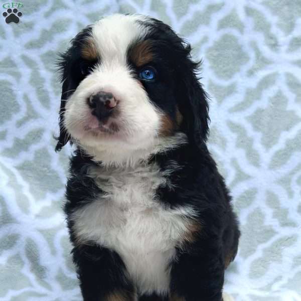 Bear, Bernese Mountain Dog Puppy