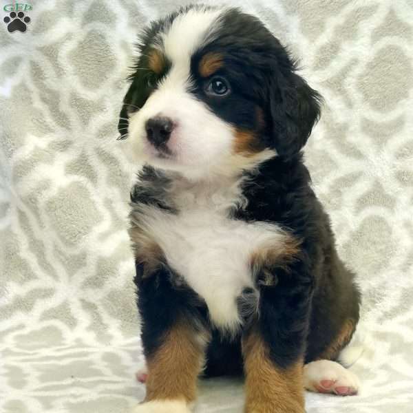 Skye, Bernese Mountain Dog Puppy