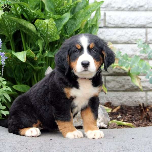 Faith, Bernese Mountain Dog Puppy