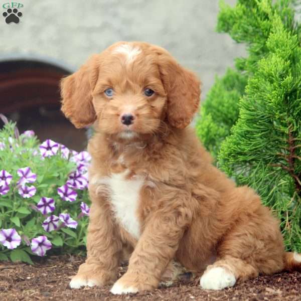 Faith, Cockapoo Puppy