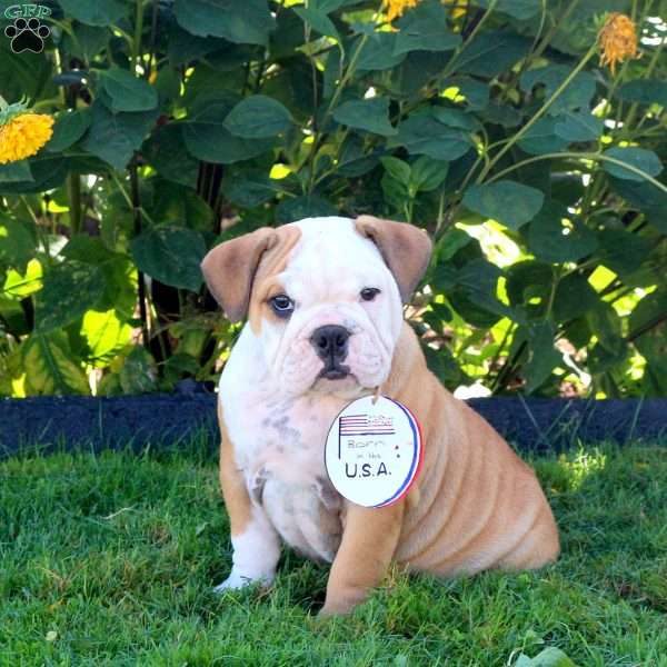 Faith, English Bulldog Puppy