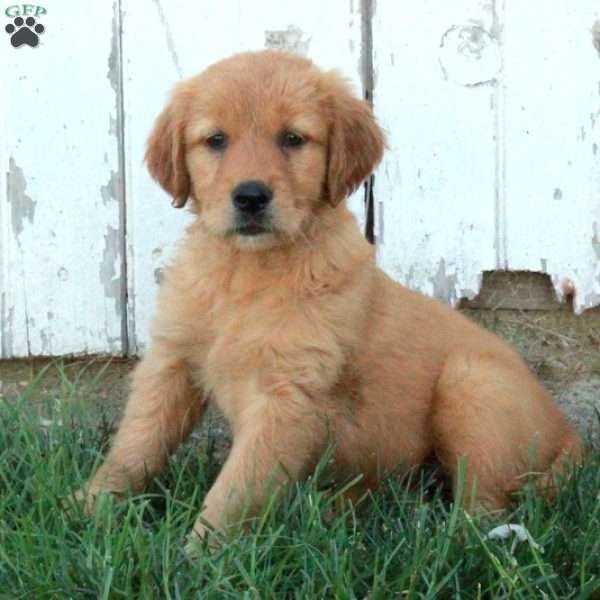 Fallon, Golden Retriever Puppy