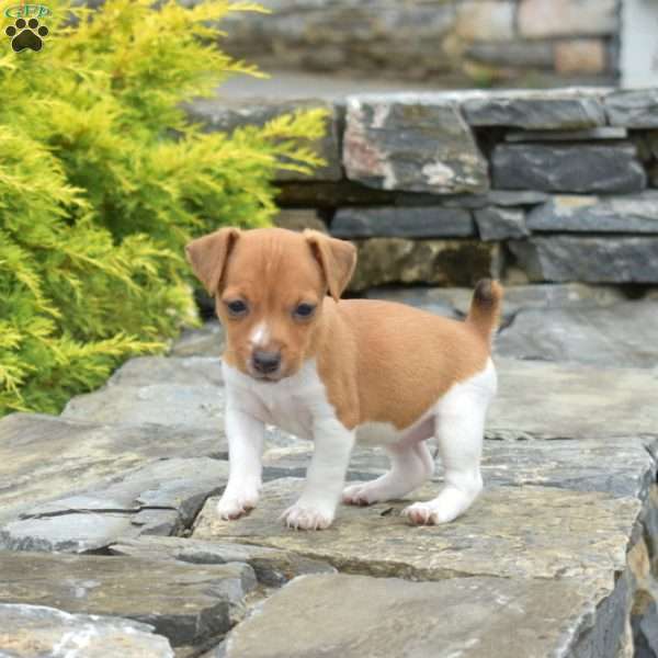 Fancy, Jack Russell Terrier Puppy