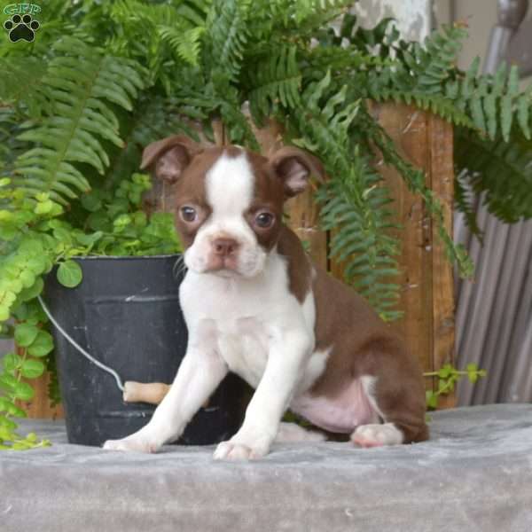 Fancy, Boston Terrier Puppy