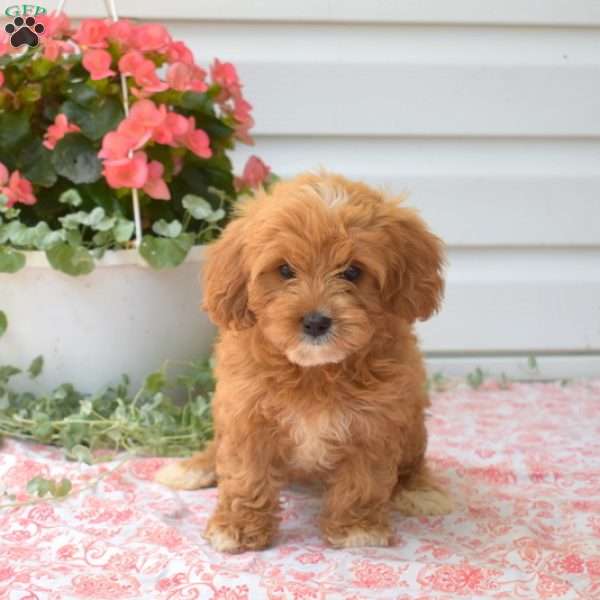 Fancy, Cavapoo Puppy