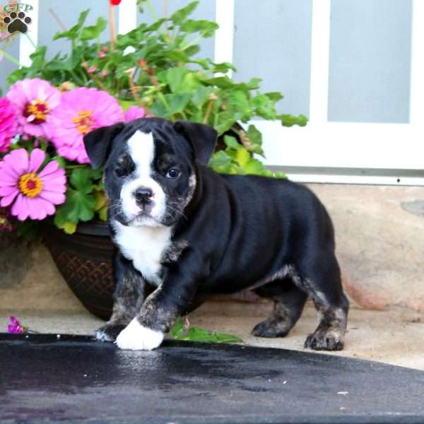 Fancy, English Bulldog Puppy