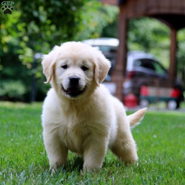 Fancy, English Cream Golden Retriever Puppy