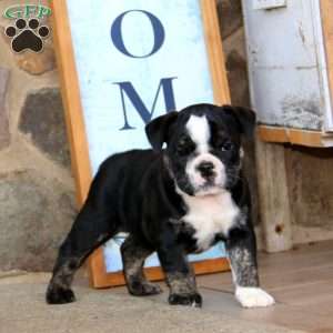 Fancy, English Bulldog Puppy