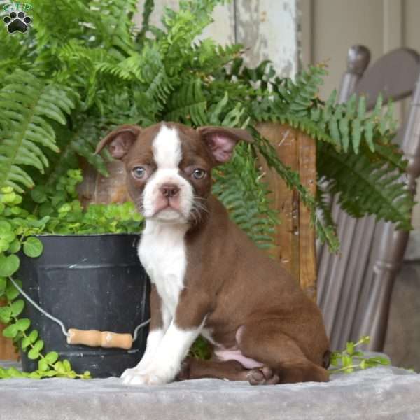 Farah, Boston Terrier Puppy