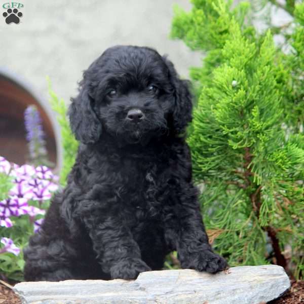 Farah, Cockapoo Puppy