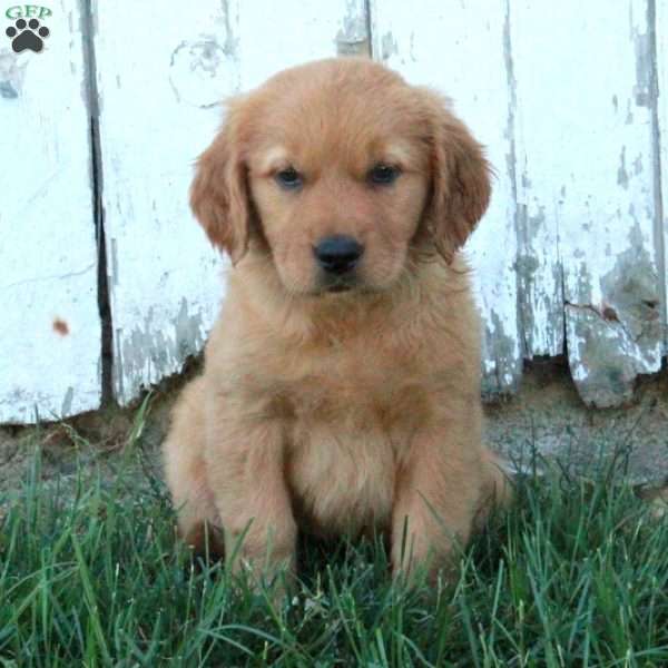 Fawn, Golden Retriever Puppy