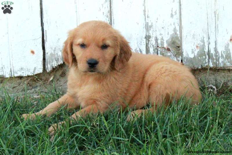 Fawn - Golden Retriever Puppy For Sale in Pennsylvania