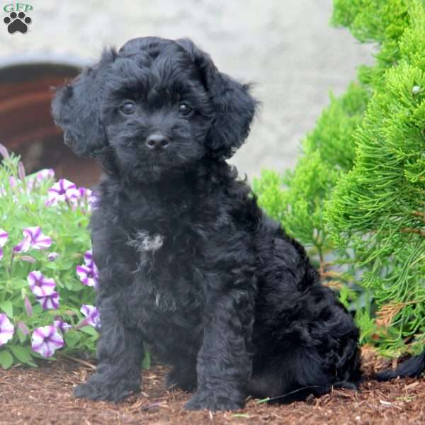 Faye, Cockapoo Puppy