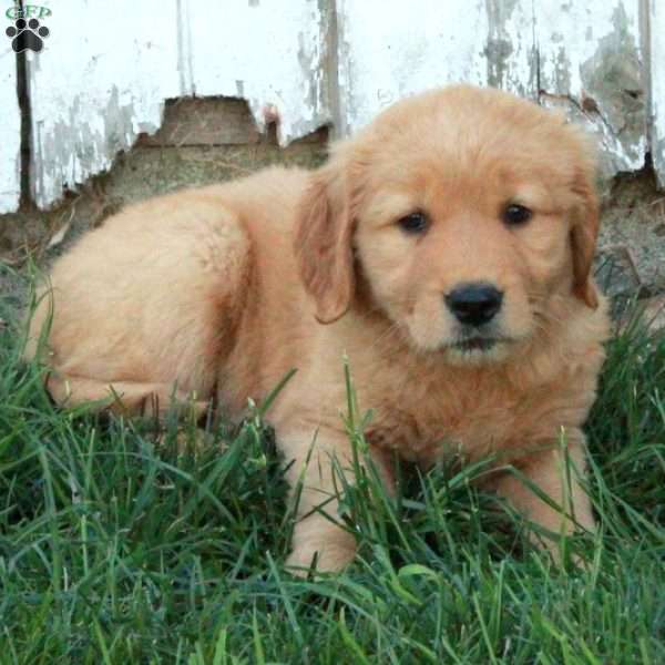 Faye, Golden Retriever Puppy