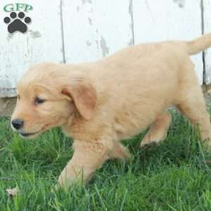 Faye, Golden Retriever Puppy