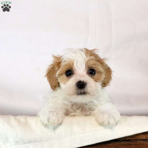 Faye, Maltipoo Puppy