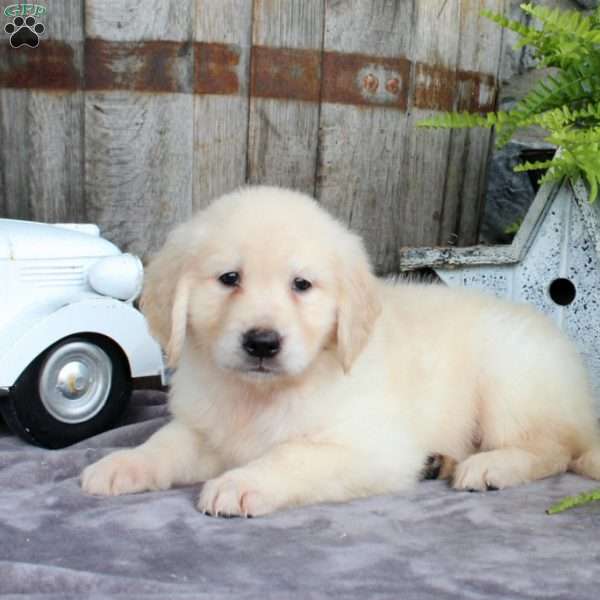 Faye, Golden Retriever Puppy