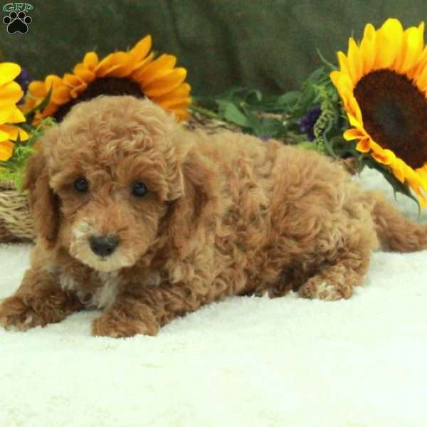 Felicity, Miniature Poodle Puppy